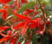 Begonia 'Summerwings Orange'