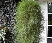 Agrostis 'Bamboo Green Twist'